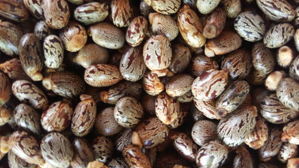 Caster beans from Zambia
